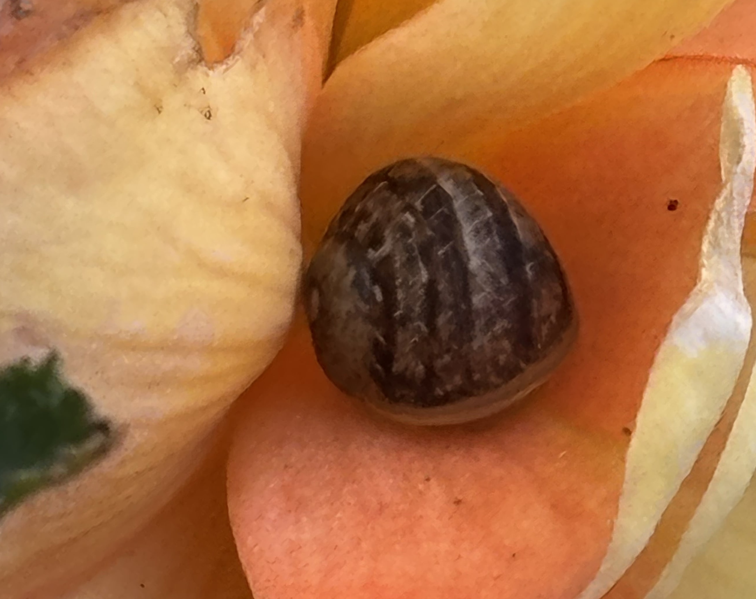 Photo of snail